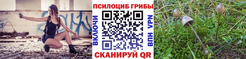 Псилоцибиновые грибы Psilocybe  закладка  Заречный 